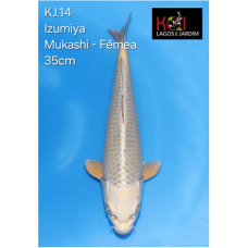KJ.14 JUMBO MUKASHI